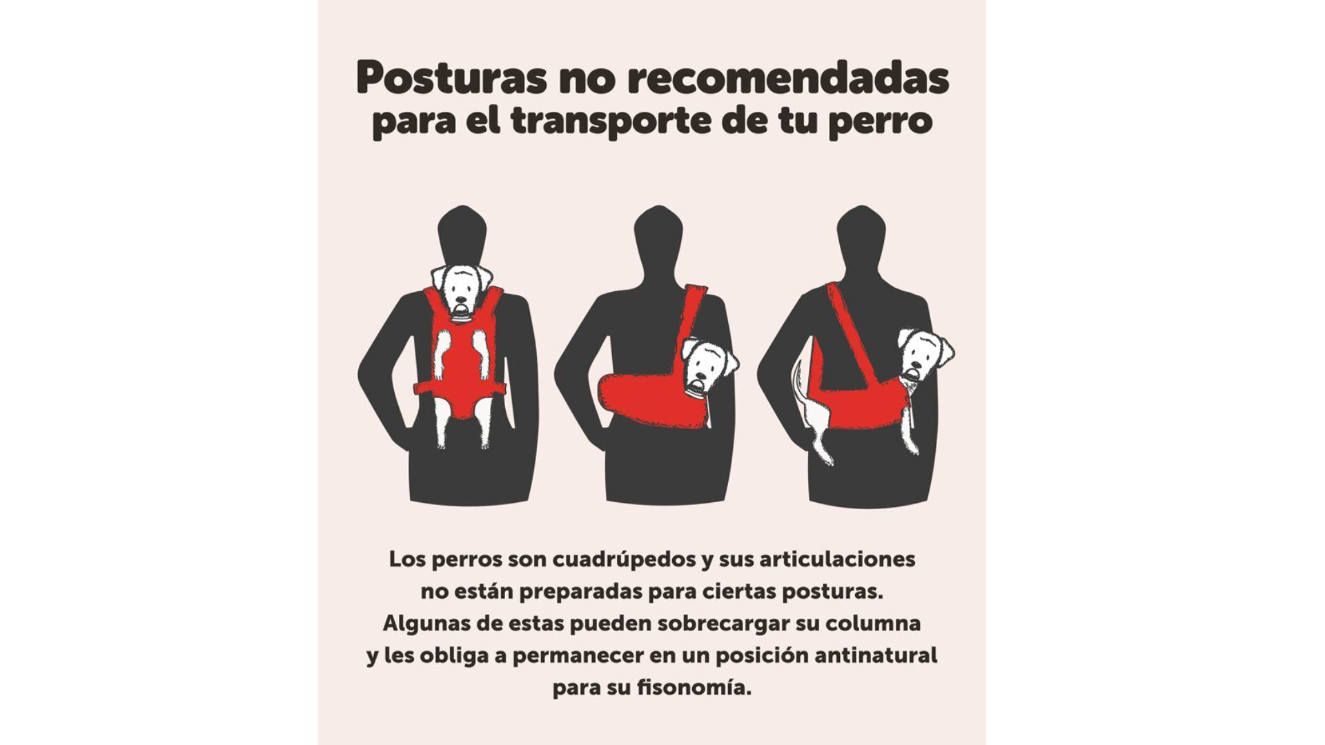 Estas son las maneras incorrectas para transportar un perro - crédito Kiwoko