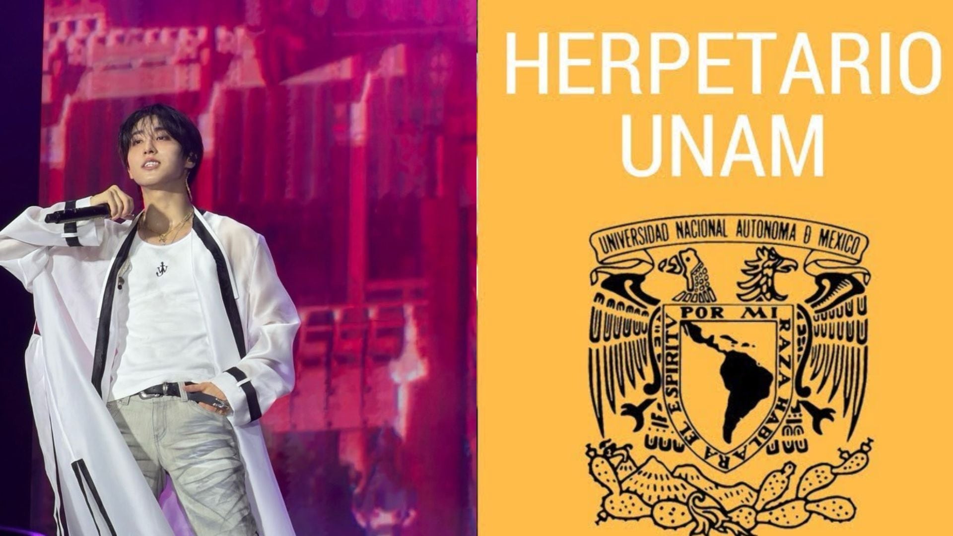 Fans de Han Jisung de Stray Kids hicieron donación al herpetario de la UNAM. (Instagram)