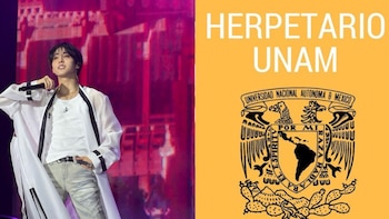 Fans mexicanas de Stray Kids hacen donativo al Herpetario de la UNAM por el cumpleaños de Han Jisung