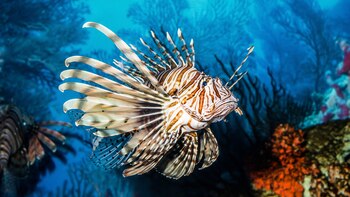 El objetivo principal es acercar