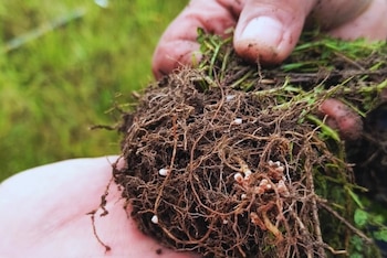 Raíces vegetales con actividad biológica