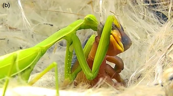 En las imágenes, los científicos