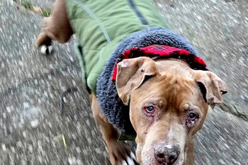 Vinny, el pit bull de