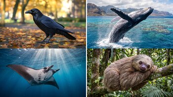 5 comportamientos animales que la ciencia todavía no logra explicar por completo