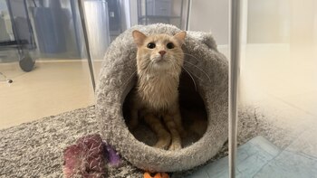 Shrimp sufrió una lesión en