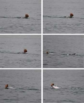 Seis paneles muestran un pato doméstico nadando en el agua. En los paneles finales, el pato y un mamífero marino de color claro interactúan