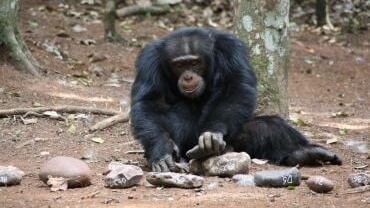 Un chimpancé macho casca nueces con piedras. (Dora Biro/Universidad de Oxford)