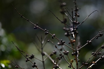 La reducción de las lluvias asociada al fenómeno de El Niño agravó la escasez de agua en zonas rurales de El Salvador, donde productores enfrentan pérdidas en cultivos y estanques. (Foto Marvin Recinos / AFP)