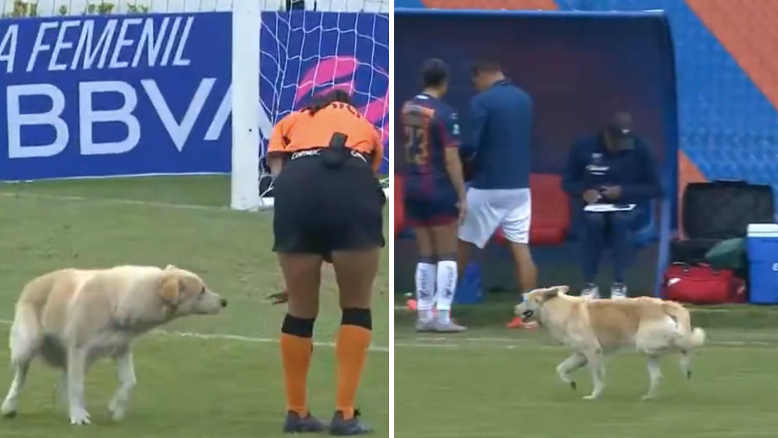 El perrito no se dejó agarrar. (captura de pantalla)