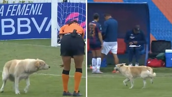 Un perro invade el campo durante el juego Atlante vs Juárez y las reacciones de las jugadoras se vuelven virales