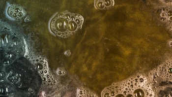 Los “químicos eternos” persisten en