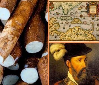 El cultivo de yuca se