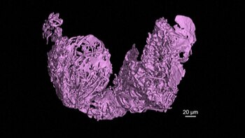 Estos espermatozoides son considerados "gigantes"