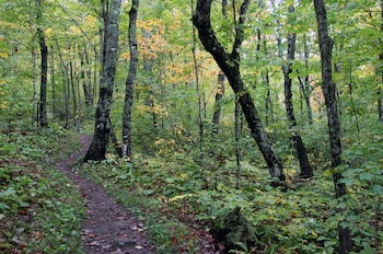 Un sendero estrecho y sinuoso serpentea a través de un bosque con árboles de troncos grises y hojas verdes y amarillas, cubriendo el suelo del bosque con vegetación