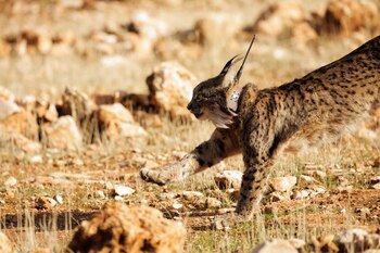 Imagen de archivo de una