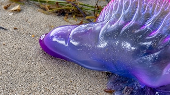Burbuja azul de una fragata portuguesa flotando cerca de la costa del Parque Nacional Cahuita. Cortesía: MINAE