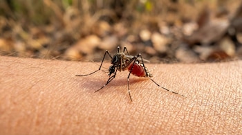 Primer plano de un mosquito de color oscuro con patas a rayas y abdomen rojo hinchado, picando un brazo humano con piel clara. Fondo borroso.