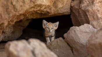 “Solo quedaba el más pequeño y débil”: la conmovedora historia del gato de las arenas que hallado solo en el desierto de Marruecos