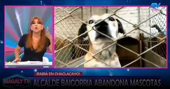 Magaly Medina pone contra las cuerdas a Sergio Baigorria por caso de perros y gatos: “Eso no es vida”. Captura: Magaly TV La Firme.