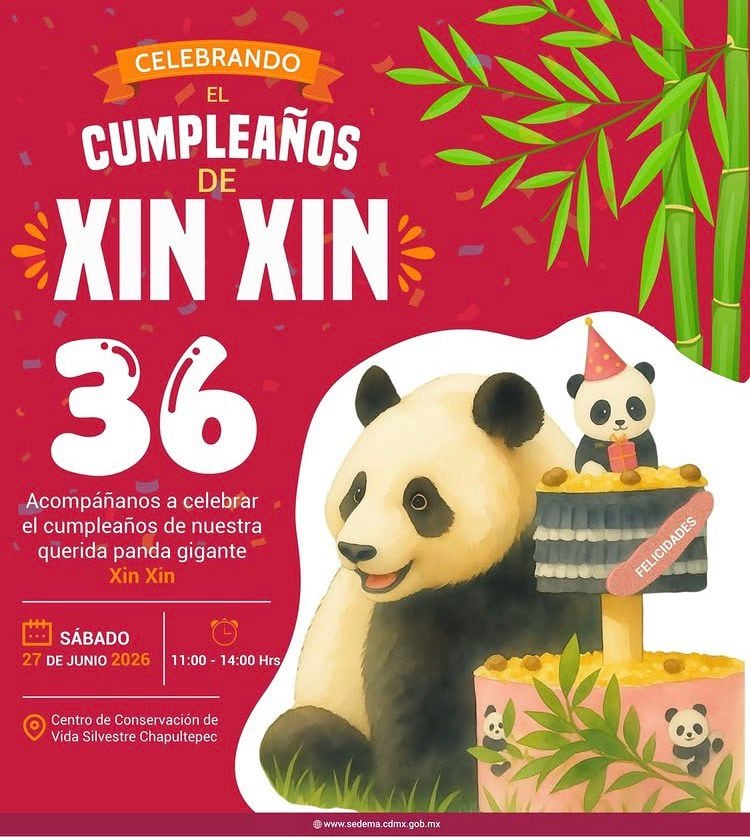 El Centro de Conservación de Vida Silvestre Chapultepec invita al público a celebrar el 36º cumpleaños de la querida panda gigante Xin Xin. (@ccvs_cdmx)