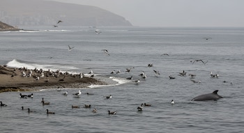 Un mamífero marino asoma en el agua junto a numerosas aves acuáticas, gaviotas y patos, que flotan o están en una playa rocosa con edificios al fondo.