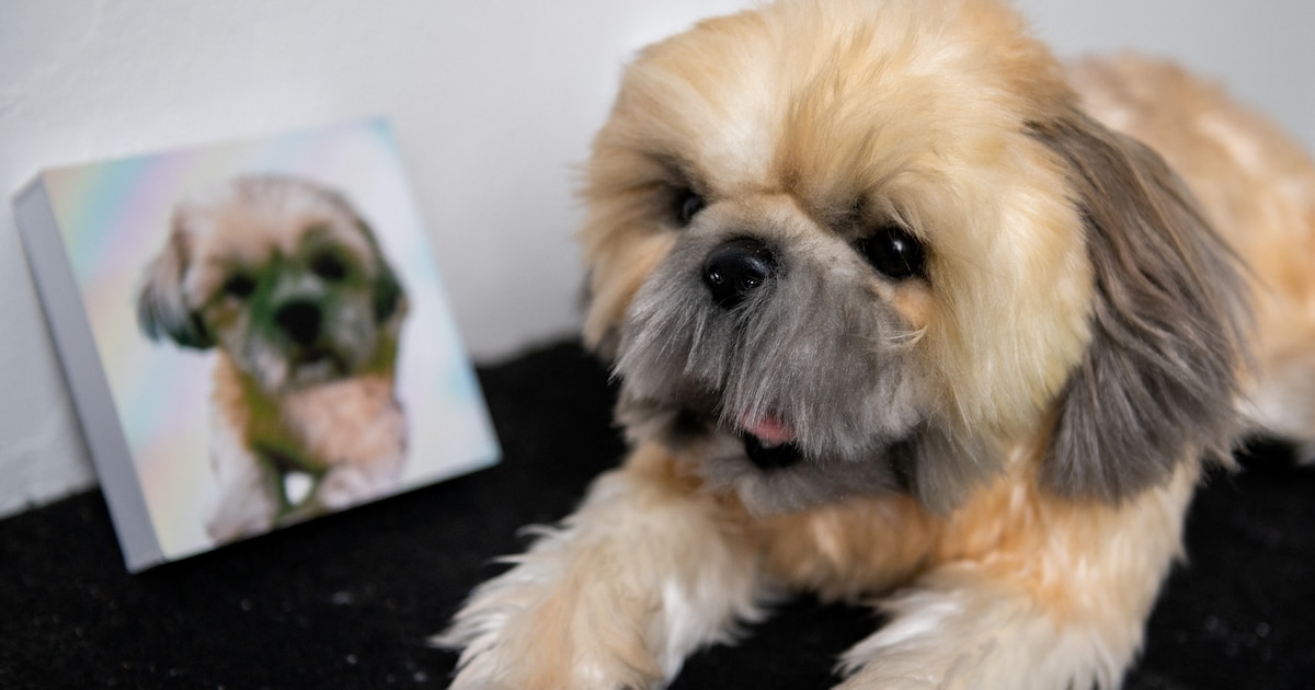 Fabricante de juguetes “clona” a mascotas para ayudar a las personas a superar la pérdida de su perro o gato - Infobae