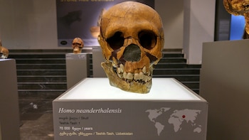 Los neandertales machos tendían a