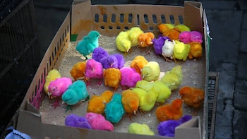 Los tintes que se les