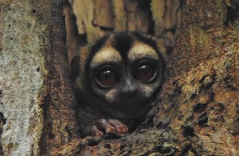 En Kofán hay un sendero