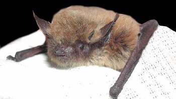 Revelaron qué tipo de coronavirus