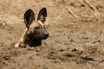 Las grandes orejas de los perros de caza del Cabo facilitan la comunicación, la detección de presas y la liberación de calor en zonas de más de 38°C (REUTERS)