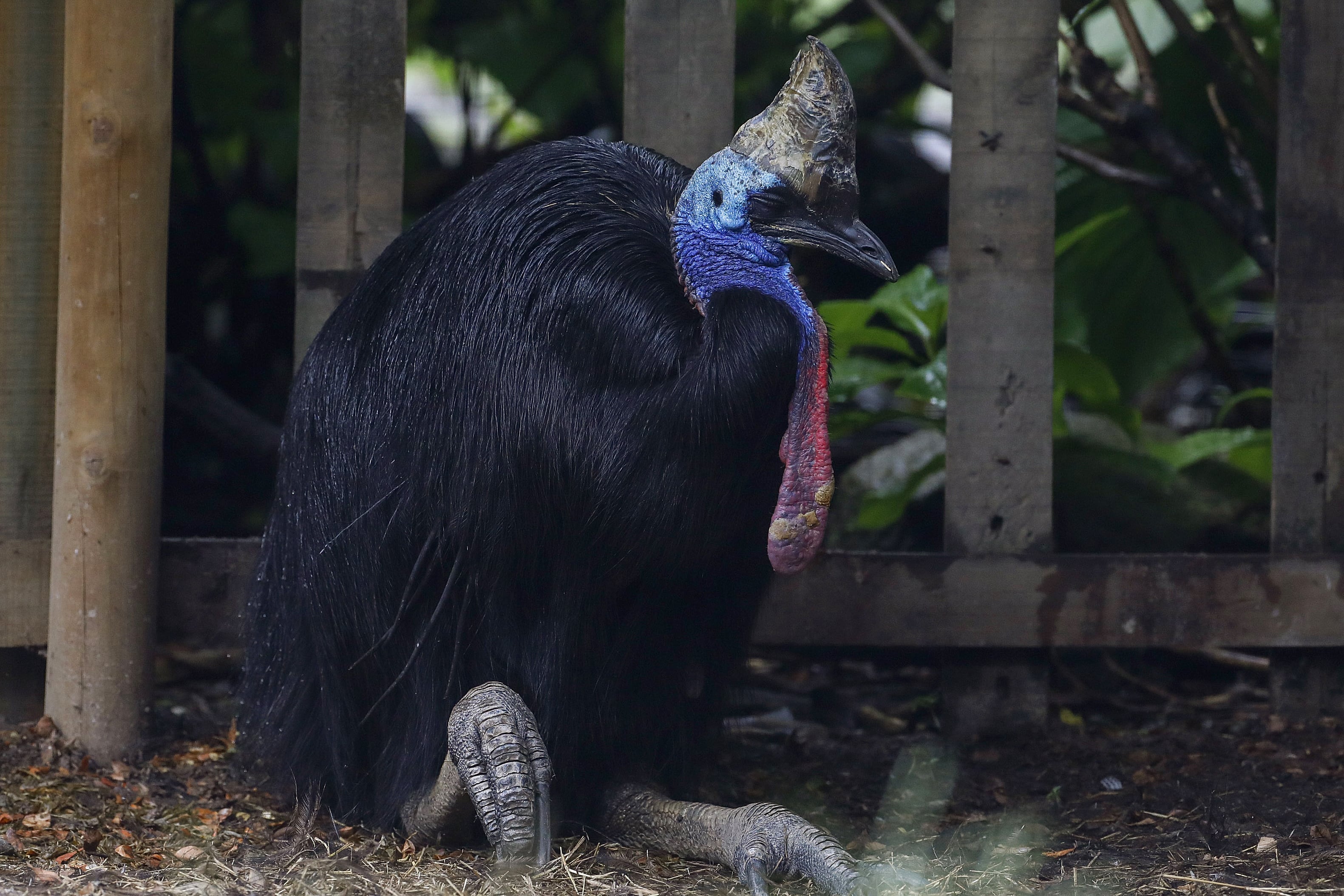 Menos de 5.000 casuarios sobreviven en estado silvestre en Australia, debido a la destrucción del hábitat, la urbanización y la fragmentación de los bosques (EFE/Luis Eduardo Noriega Arboleda)