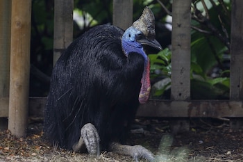 Menos de 5.000 casuarios sobreviven