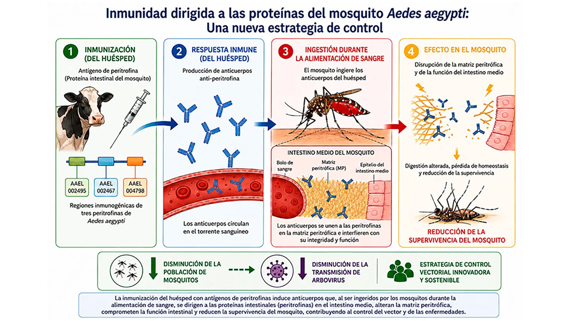 Una infografía del Conicet detalla la estrategia de inmunizar huéspedes con antígenos de peritrofina para alterar el intestino del mosquito Aedes aegypti y reducir su supervivencia.