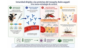 Infografía con cuatro pasos numerados e ilustraciones sobre la respuesta inmune en el mosquito Aedes aegypti