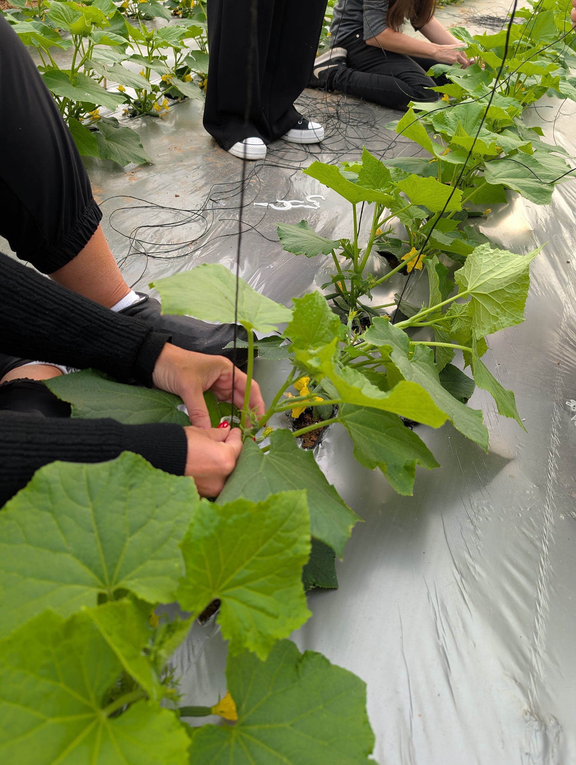 La granja de los pepinos