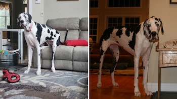 Cómo es Minnie, la gran