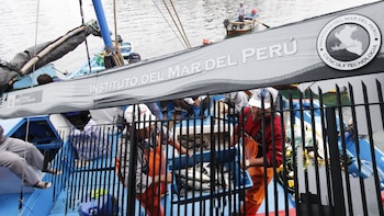 Pescadores artesanales cuestionan rol de