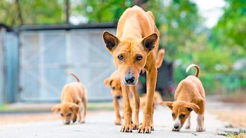 O cão caramelo, uma das raças mistas mais comuns no México, tornou-se um símbolo de identidade e adoção responsável, embora os especialistas apontem que não atende aos critérios científicos para ser reconhecido como uma raça de cão.