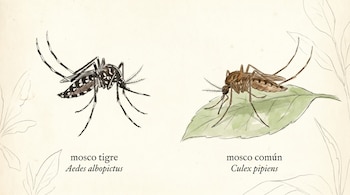 Ilustración de dos mosquitos. A la izquierda, un mosco tigre (Aedes albopictus) en blanco y negro. A la derecha, un mosco común (Culex pipiens) marrón sobre una hoja.