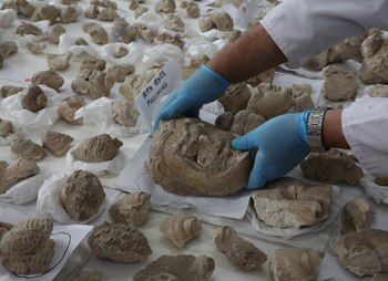 Imagen A42CEXXVQFHBBNXVH7HGPIKSP4