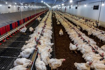 Las exportaciones avícolas argentinas con