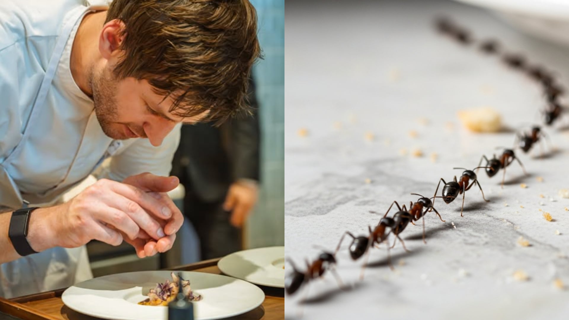 El dueño de un restaurante con dos estrellas Michelin en Corea del Sur podría ir a prisión por servir hormigas en sus platos