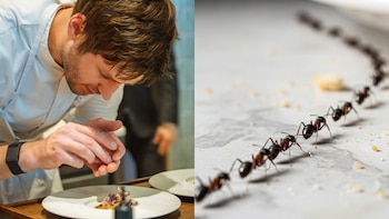 El dueño de un restaurante con dos estrellas Michelin en Corea del Sur podría ir a prisión por servir hormigas en sus platos