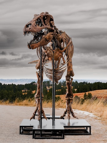 Dinosaurio T. rex Gus