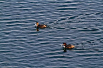 Dos ejemplares de Somormujos Lavancos en las lagunas de Ambroz, a 11 de marzo de 2026, en Madrid (España). (Rafael Bastante/Europa Press)