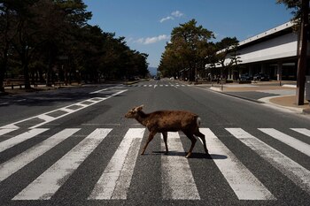 Las calles de Nara Japón