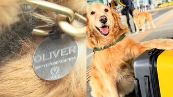 Ahora, Nieves y Oliver descansan