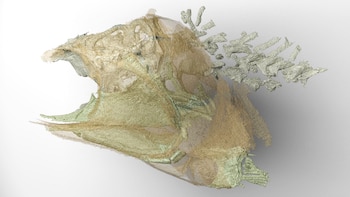 Un pequeño fósil de pez de 300 millones de años con un cerebro excepcionalmente conservado ofrece pistas sobre la evolución