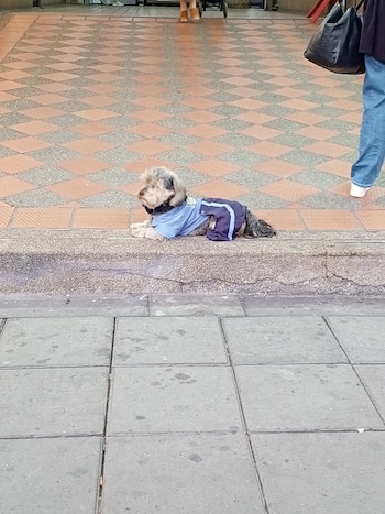 Muchos consideran a “celadog” un